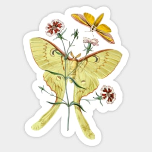 Indian Moon Moth Sticker